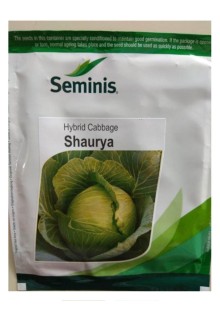SHAURYA Cabbage
